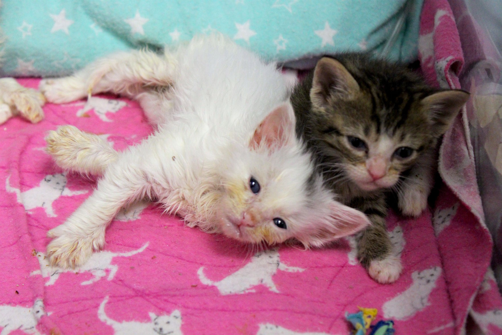 Flood kittens